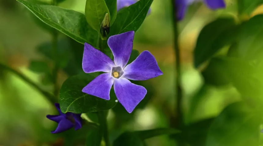 Purple Periwinkle flower surrounded by green leaves