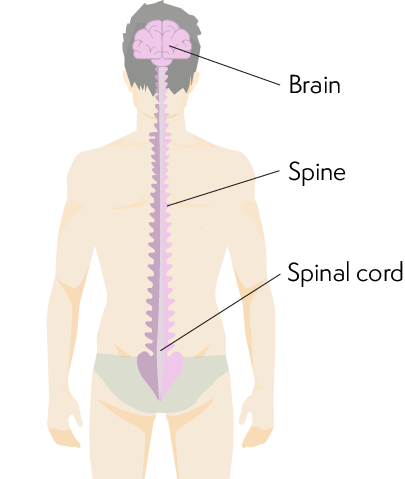 brain.spinal.chord