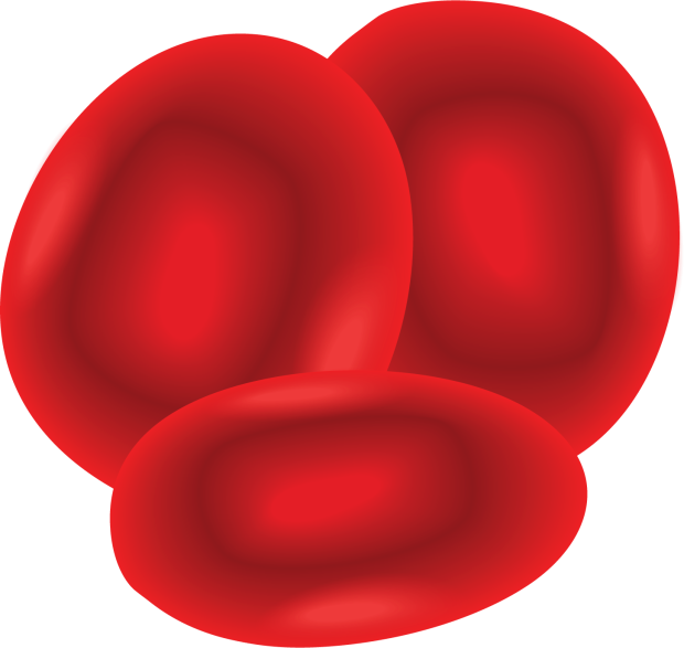 Illustration of round red blood cells