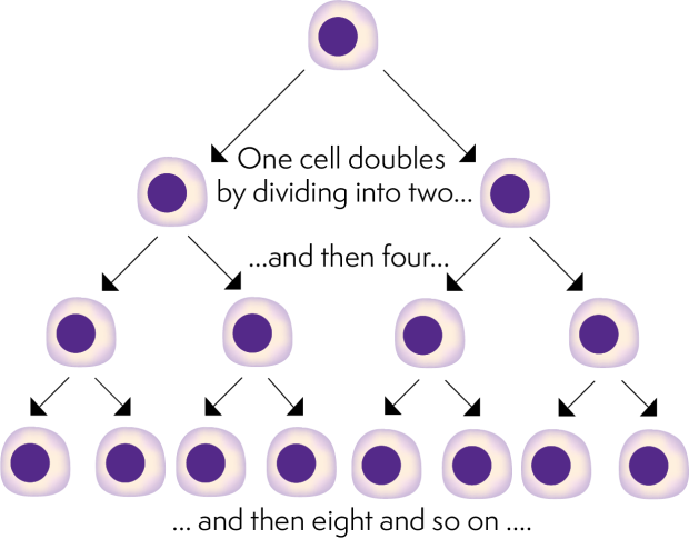 Illustration showing one cell doubles by dividing into two, these two cells double by dividing into four, and so on...