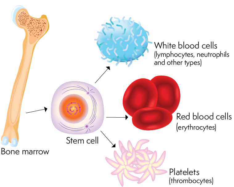A bone showing bone marrow and the blood cells it produces