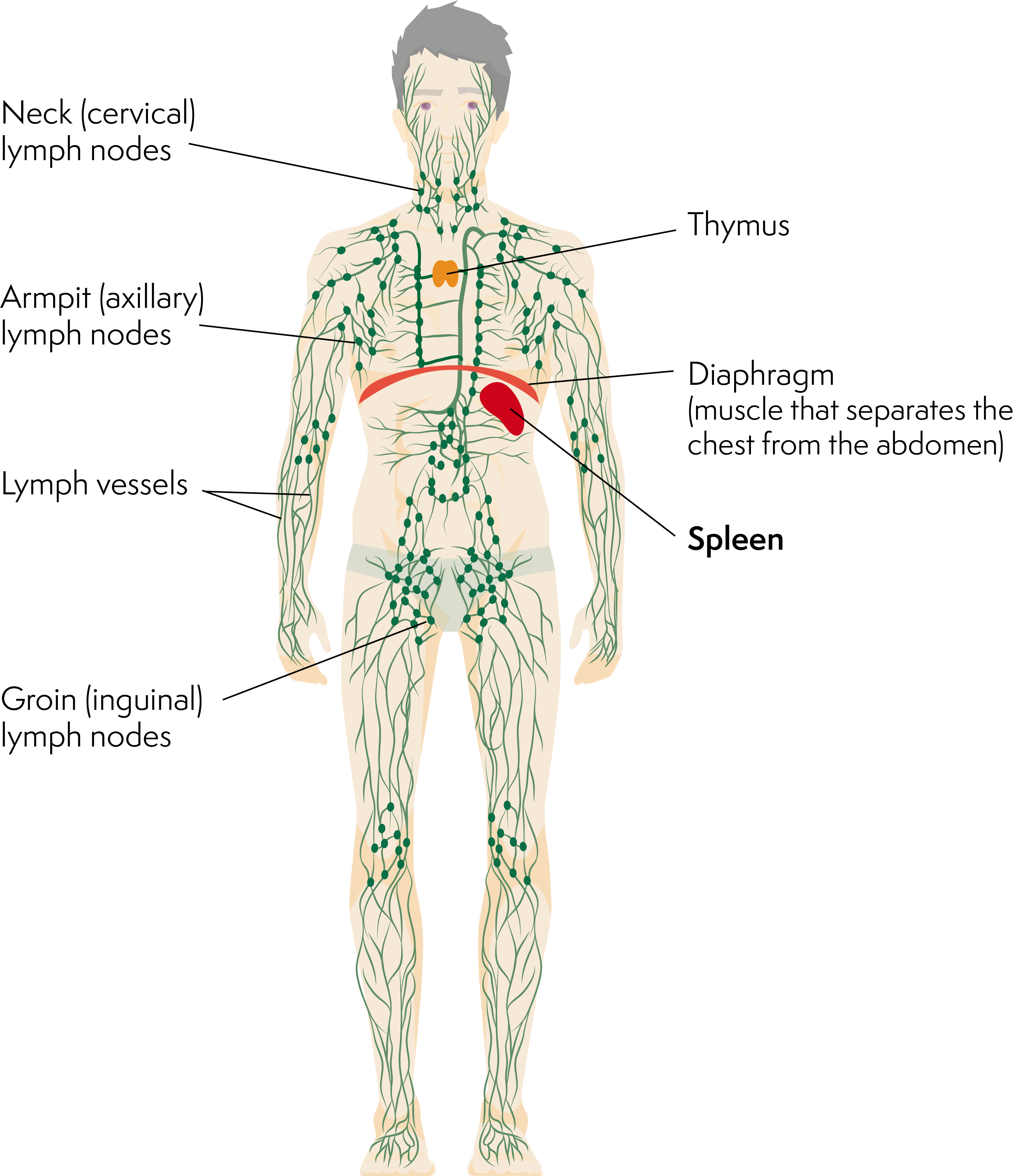 The lymphatic system, including the spleen