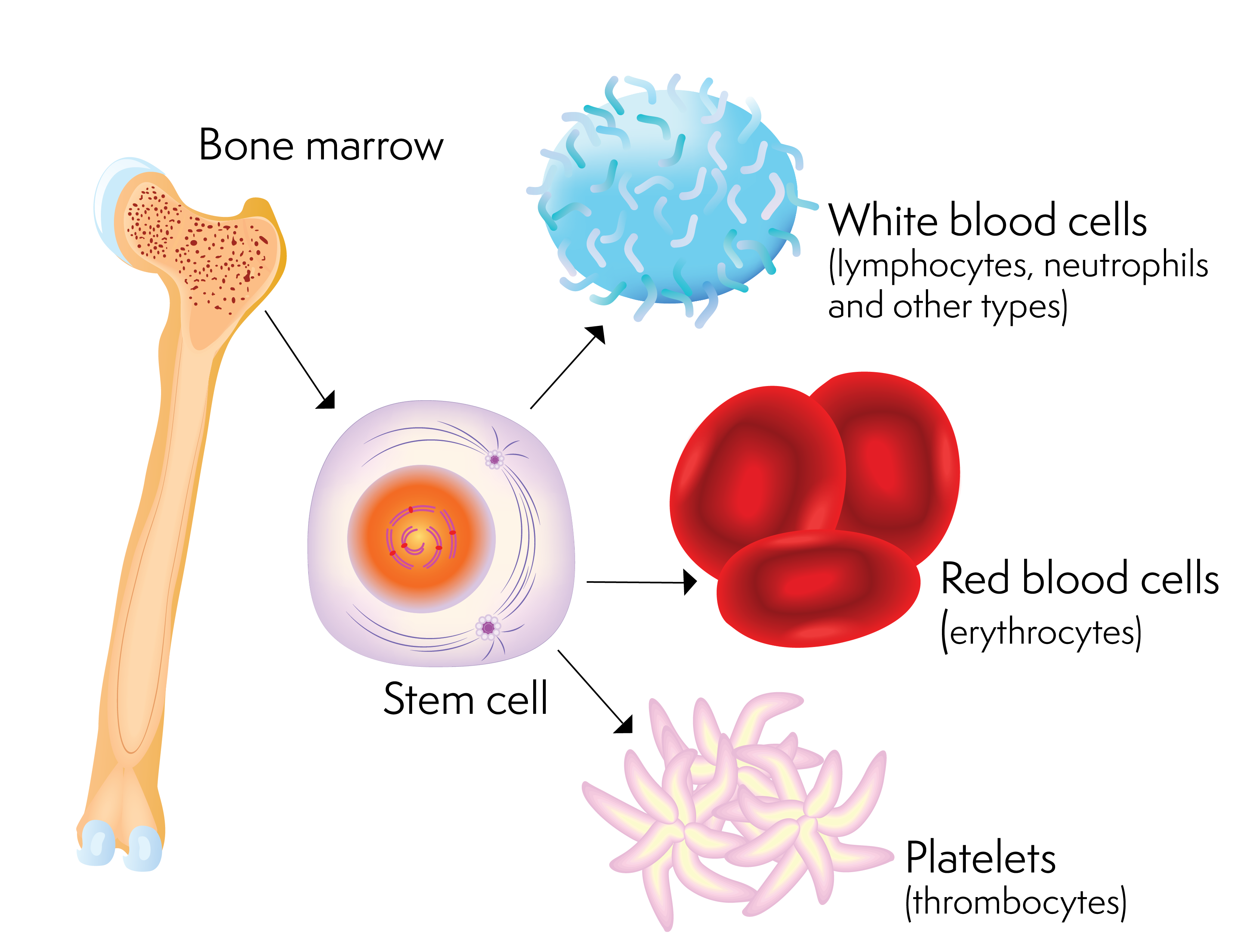 Una cellula staminale e le cellule del sangue che può produrre
