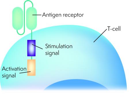 Diagram showing a T cell with a chimeric antigen receptor, with the activation signal meeting the stimulation signal attached to the antigen receptor