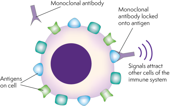 Illustration of an antibody cell. Shows the proteins on the cell and how an antibody locks onto a protein.