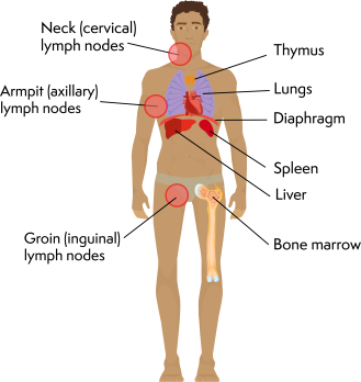 Illustration of a man with labels pointing to the neck, diaphragm, armpit,  groin, thymus, lungs, spleen, liver and bone marrow
