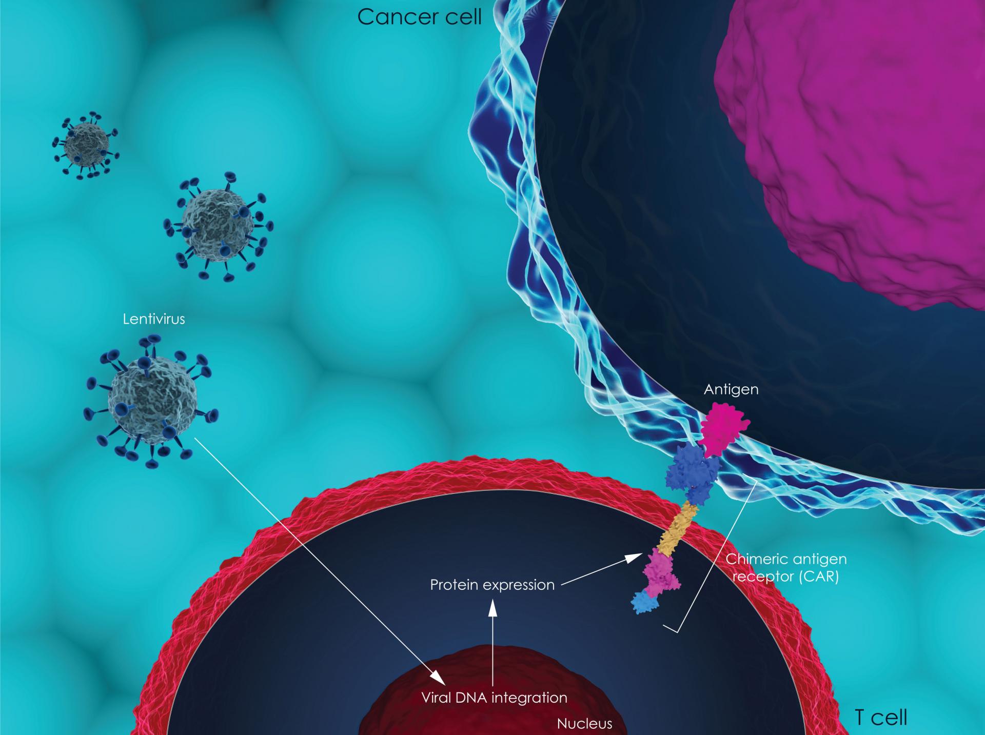 CAR T-cell therapy image