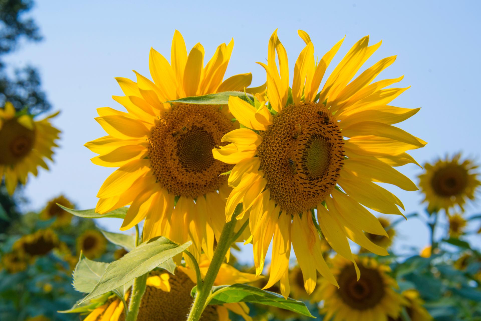 A field of sunflowers bluured in the background and in the foreground two flowers close-up