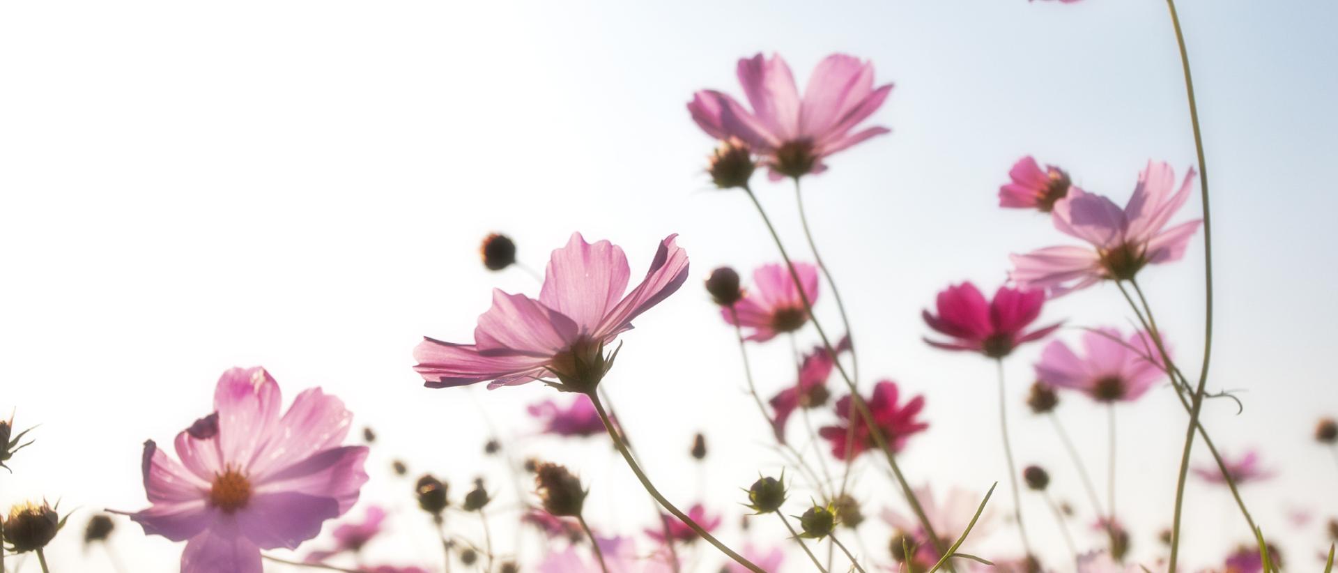 Pink flowers in a field against a blue sky