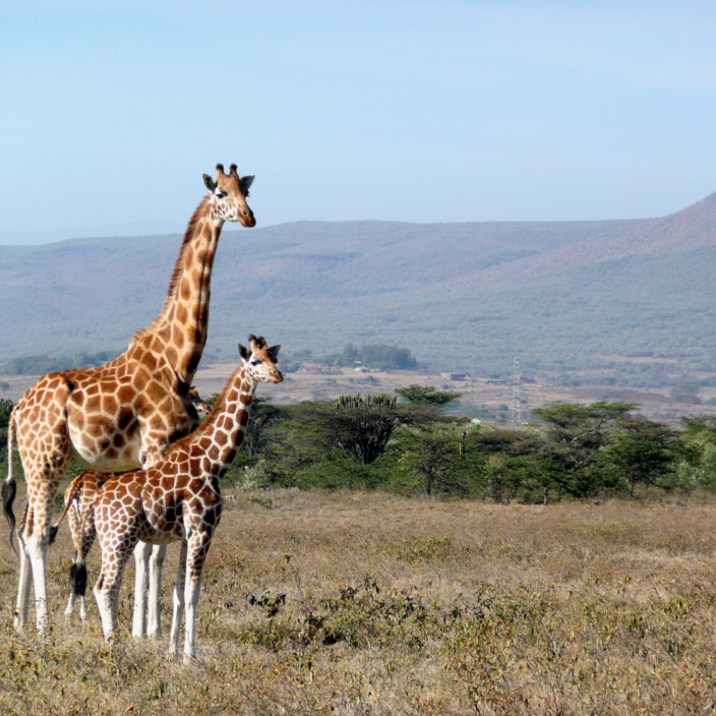 Mother and baby giraffe, Kenya