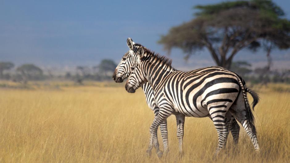 Kenya zebras