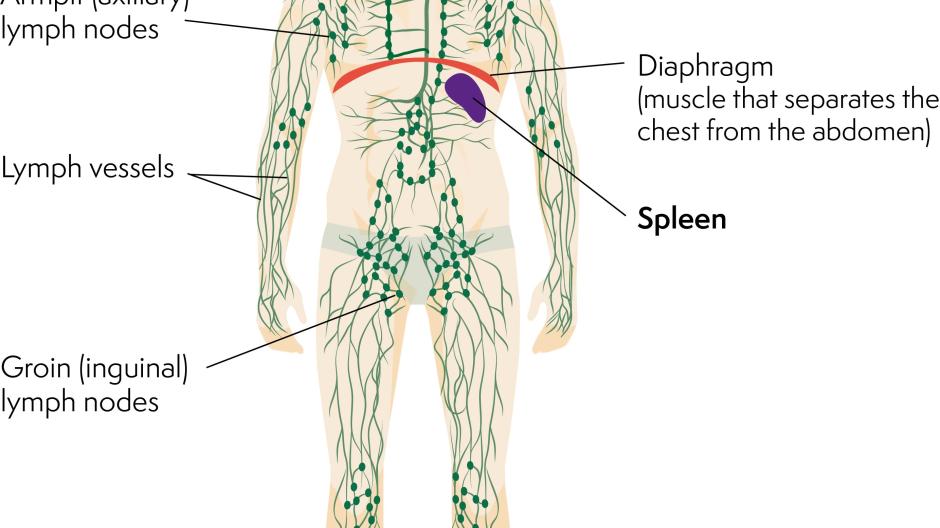 Diagram of the lymphatic system highlighting the location of the spleen, just under the diaphragm