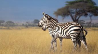 Kenya zebras
