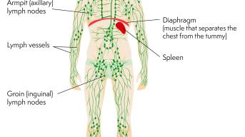 Lymphatic system with labels for the neck, armpit, lymph vessels, groin, spleen, diaphragm and thymus