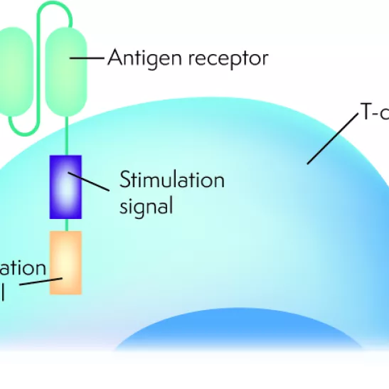 Diagram showing a T cell with a chimeric antigen receptor, with the activation signal meeting the stimulation signal attached to the antigen receptor