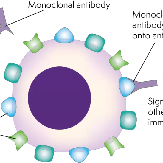 Antibody therapy cell