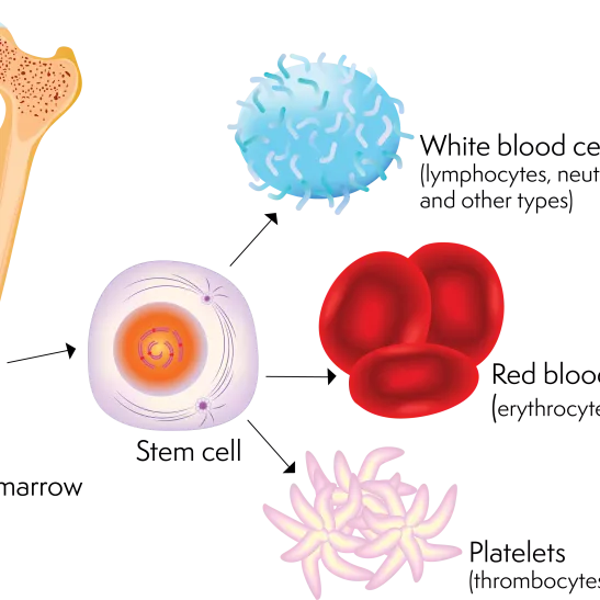Different cells in a stem cell