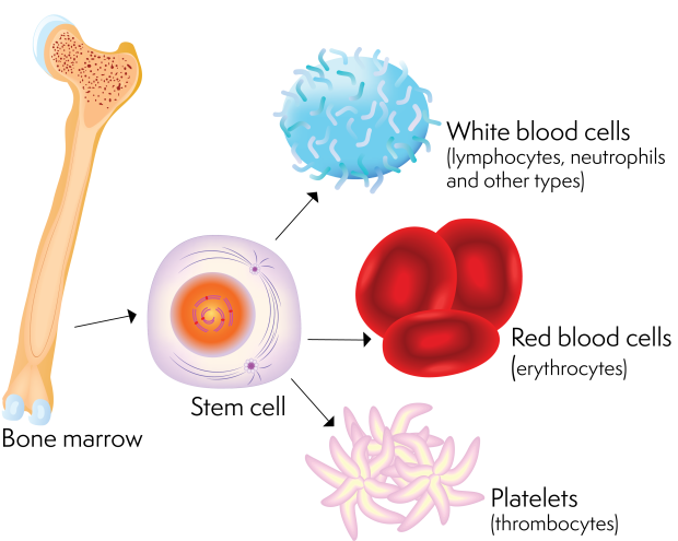 Different cells in a stem cell