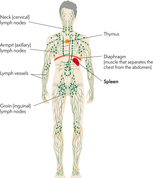 Diagram of the lymphatic system showing the spleen