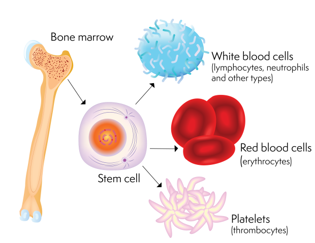 A stem cell and the blood cells it can produce