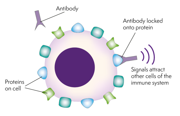 A cell with different shaped proteins sticking out of its surface. A matching-shaped antibody is sticking to one of the proteins and sending out a signal.