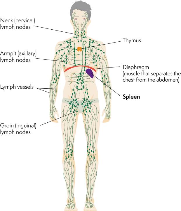 Diagram of the lymphatic system highlighting the location of the spleen, just under the diaphragm