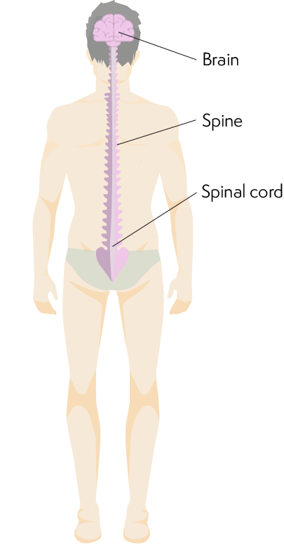 Illustration of a man from the back showing the spine running down from the brain to the lower back