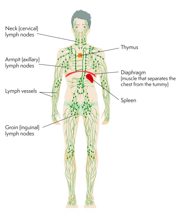 Lymphatic system with labels for the neck, armpit, lymph vessels, groin, spleen, diaphragm and thymus