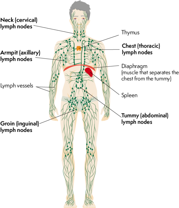 Lymphatic system with labels for lymph nodes in neck, armpit, groin, chest and tummy in bold. Labels also for lymph vessels, thymus, diaphragm and spleen