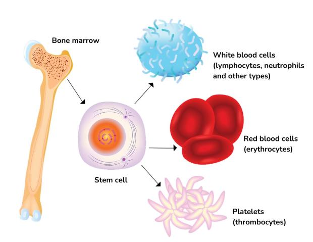 The different blood cells that develop in the bone marrow, including: white blood cells, red blood cells and platelets.
