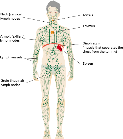 Lymphatic system with labels for the neck, armpit, lymph vessels, groin, spleen, diaphragm and thymus