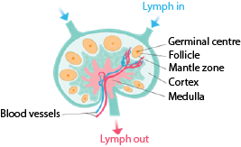 Diagram of the structure of a lymph node, showing where the lymph enters and exits, and features, germinal centre, follicle, mantle zone, cortex, blood vessels and medulla